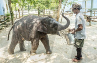Baby elephant learns to walk again after being hit by a train