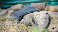 Baby elephant learns to walk again after being hit by a train