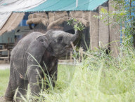 Baby elephant learns to walk again after being hit by a train