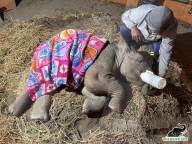Baby elephant learns to walk again after being hit by a train
