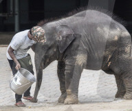 Baby elephant learns to walk again after being hit by a train
