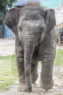 Baby elephant learns to walk again after being hit by a train