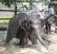 Baby elephant learns to walk again after being hit by a train