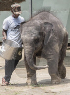 Baby elephant learns to walk again after being hit by a train