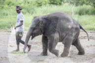 Baby elephant learns to walk again after being hit by a train
