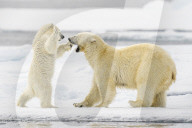 FEATURE - SN_POLAR_GRIP_BEAR_IT_01