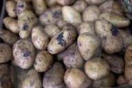 Cheap, local and in season: why Victorians are shopping at the Torello farm gate
