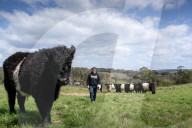Cheap, local and in season: why Victorians are shopping at the Torello farm gate