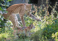 FEATURE - SN_CAT_ROBATICS_01