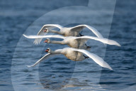 FEATURE - SN_SWAN_LAKE_01