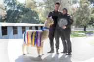 Fleece de resistance: the Australian alpaca national show