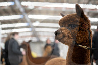 Fleece de resistance: the Australian alpaca national show