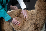Fleece de resistance: the Australian alpaca national show