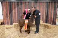 Fleece de resistance: the Australian alpaca national show