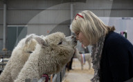 Fleece de resistance: the Australian alpaca national show