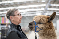 Fleece de resistance: the Australian alpaca national show