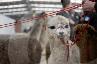 Fleece de resistance: the Australian alpaca national show