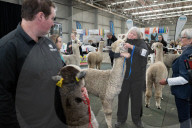 Fleece de resistance: the Australian alpaca national show