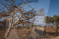 How the west's wellness industry is driving Ethiopia's frankincense trees towards extinction