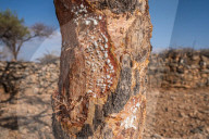 How the west's wellness industry is driving Ethiopia's frankincense trees towards extinction