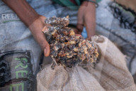 How the west's wellness industry is driving Ethiopia's frankincense trees towards extinction