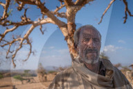 How the west's wellness industry is driving Ethiopia's frankincense trees towards extinction