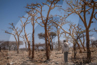 How the west's wellness industry is driving Ethiopia's frankincense trees towards extinction
