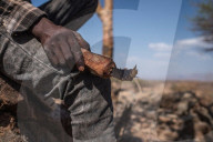 How the west's wellness industry is driving Ethiopia's frankincense trees towards extinction
