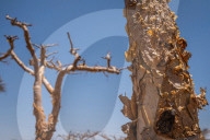 How the west's wellness industry is driving Ethiopia's frankincense trees towards extinction