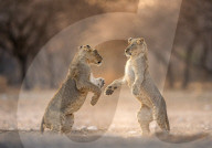 FEATURE - SN_CUBS_DANCE_01