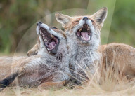 FEATURE - SN_FOX_YAWN_01