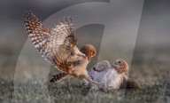 FEATURE - SN_OWLET_SQUABBLE_1