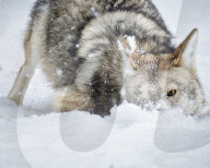 FEATURE - SN_WINKING_WOLF_01