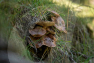 Ribes de Fresser_Barcelona_Record mushroom season in Catalonia
