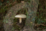 Ribes de Fresser_Barcelona_Record mushroom season in Catalonia