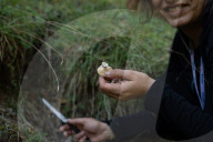Ribes de Fresser_Barcelona_Record mushroom season in Catalonia