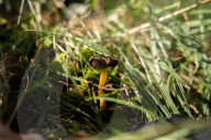 Ribes de Fresser_Barcelona_Record mushroom season in Catalonia