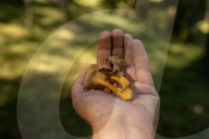 Ribes de Fresser_Barcelona_Record mushroom season in Catalonia