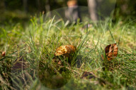 Ribes de Fresser_Barcelona_Record mushroom season in Catalonia