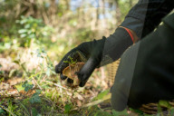 Ribes de Fresser_Barcelona_Record mushroom season in Catalonia