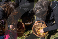 Ribes de Fresser_Barcelona_Record mushroom season in Catalonia