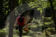Ribes de Fresser_Barcelona_Record mushroom season in Catalonia