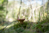Ribes de Fresser_Barcelona_Record mushroom season in Catalonia