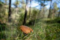 Ribes de Fresser_Barcelona_Record mushroom season in Catalonia