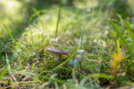 Ribes de Fresser_Barcelona_Record mushroom season in Catalonia