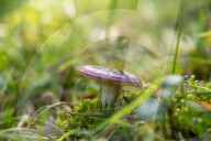 Ribes de Fresser_Barcelona_Record mushroom season in Catalonia