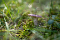 Ribes de Fresser_Barcelona_Record mushroom season in Catalonia