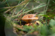 Ribes de Fresser_Barcelona_Record mushroom season in Catalonia