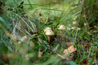 Ribes de Fresser_Barcelona_Record mushroom season in Catalonia