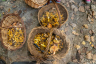 Ribes de Fresser_Barcelona_Record mushroom season in Catalonia